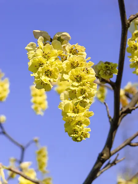 447032 - Willmott winter hazel (Corylopsis willmottiae)