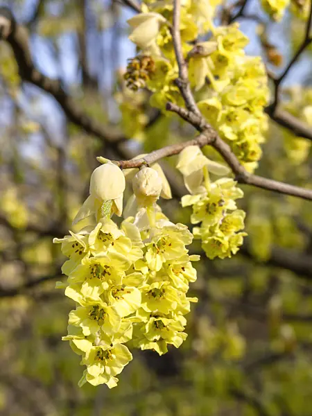 447033 - Willmott winter hazel (Corylopsis willmottiae)