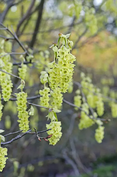 483111 - Willmott winter hazel (Corylopsis willmottiae)