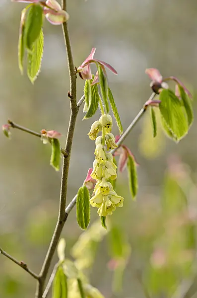 520023 - Willmott winter hazel (Corylopsis willmottiae)