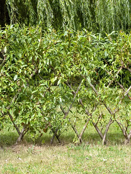 463046 - Willow fence