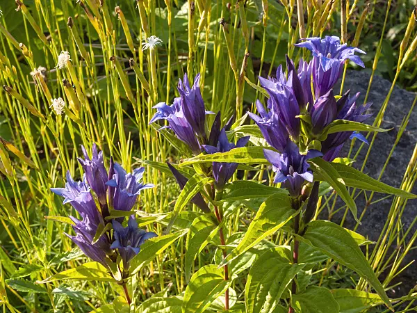 403098 - Willow gentian (Gentiana asclepiadea)