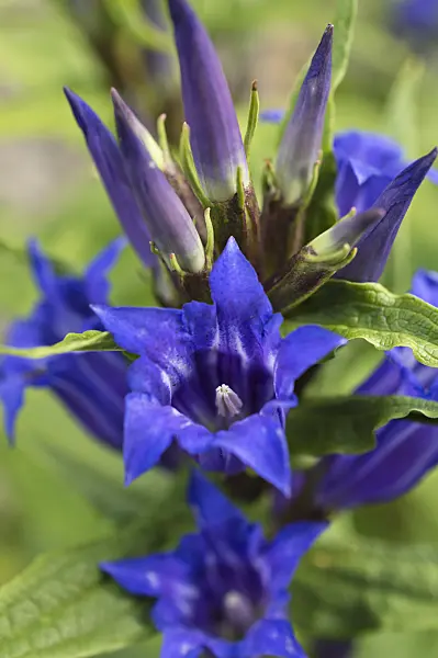 510167 - Willow gentian (Gentiana asclepiadea)