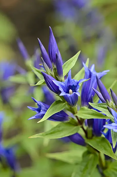 523117 - Willow gentian (Gentiana asclepiadea)