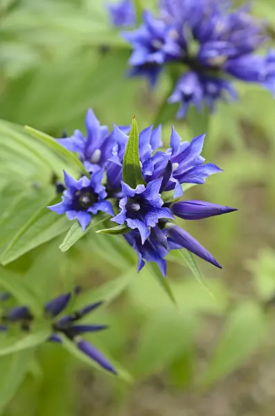534476 - Willow gentian (Gentiana asclepiadea)