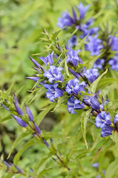 535119 - Willow gentian (Gentiana asclepiadea)