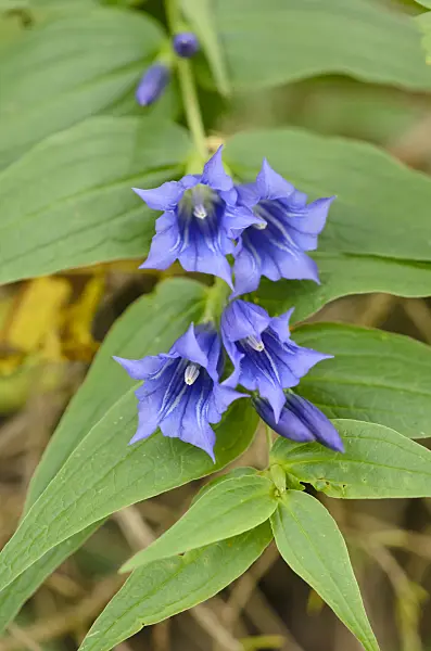 536080 - Willow gentian (Gentiana asclepiadea)