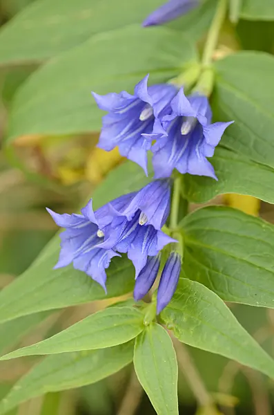 536081 - Willow gentian (Gentiana asclepiadea)