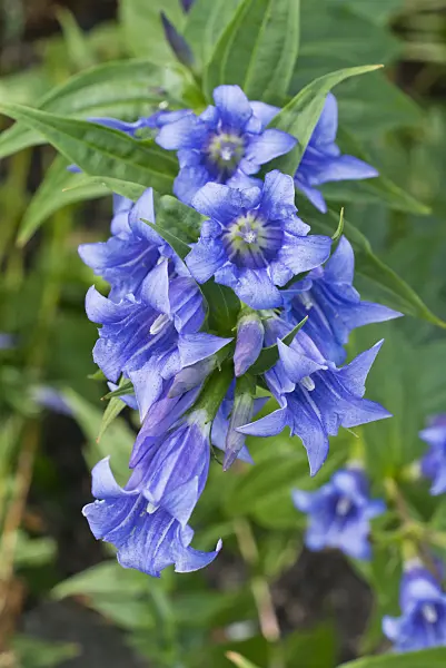 548105 - Willow gentian (Gentiana asclepiadea)