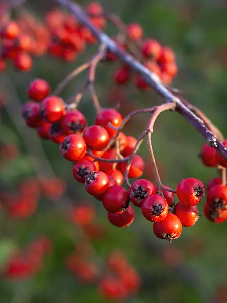 431093 - Willow-leaved cotoneaster (Cotoneaster salicifolius)