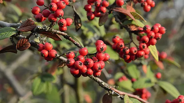 513156 - Willow-leaved cotoneaster (Cotoneaster salicifolius)