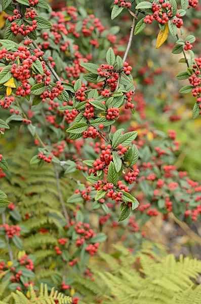 525401 - Willow-leaved cotoneaster (Cotoneaster salicifolius)