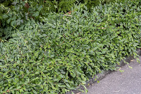 616203 - Willow-leaved cotoneaster (Cotoneaster salicifolius 'Parkteppich')