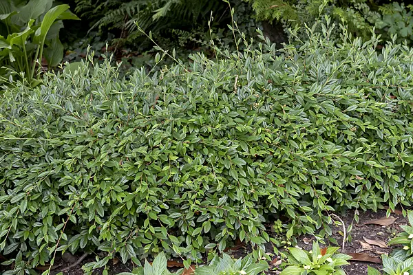 616204 - Willow-leaved cotoneaster (Cotoneaster salicifolius 'Parkteppich')