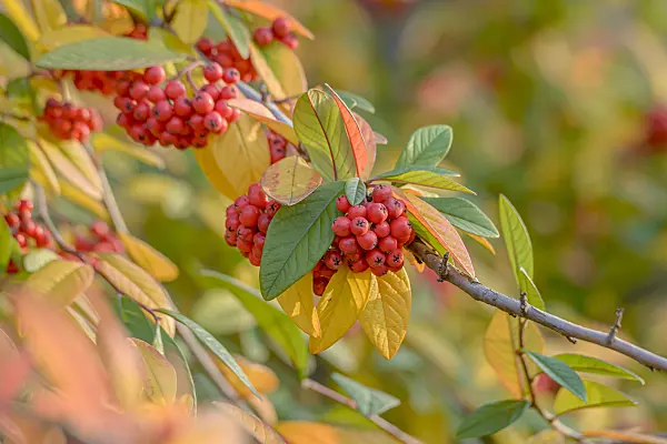 607038 - Willow-leaved cotoneaster (Cotoneaster salicifolius 'Pendulus')