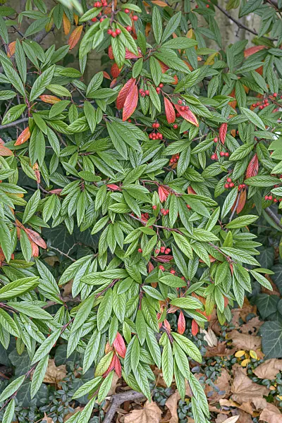 547130 - Willow-leaved cotoneaster (Cotoneaster salicifolius var. floccosus)
