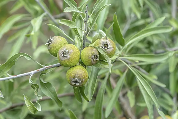 547264 - Willow-leaved pear (Pyrus salicifolia)