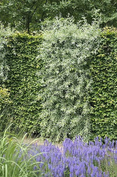 547265 - Willow-leaved pear (Pyrus salicifolia)