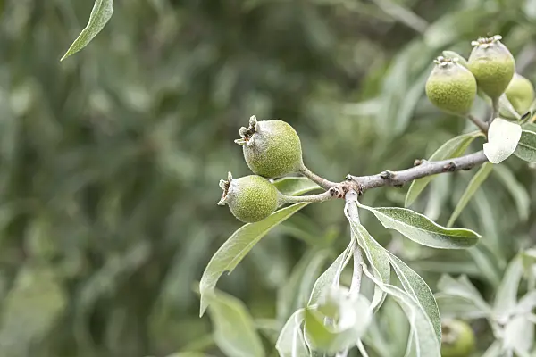 638216 - Willow-leaved pear (Pyrus salicifolia)