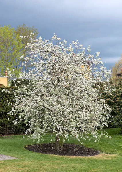 664362 - Willow-leaved pear (Pyrus salicifolia)