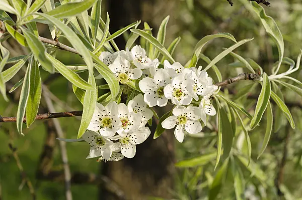 483353 - Willow-leaved pear (Pyrus salicifolia 'Pendula')