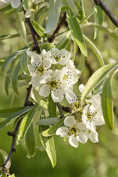 483354 - Willow-leaved pear (Pyrus salicifolia 'Pendula')