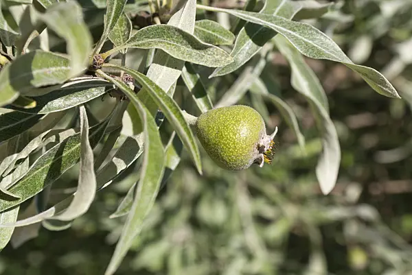 573005 - Willow-leaved pear (Pyrus salicifolia 'Pendula')