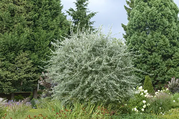 575301 - Willow-leaved pear (Pyrus salicifolia 'Pendula')