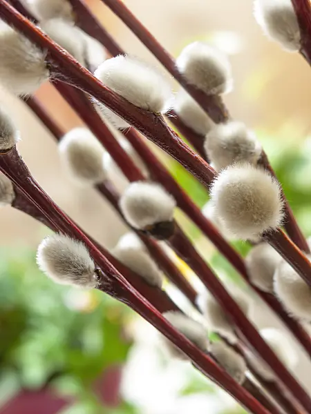 444038 - Willow (Salix)