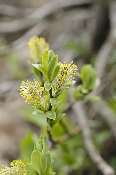497043 - Willow (Salix)