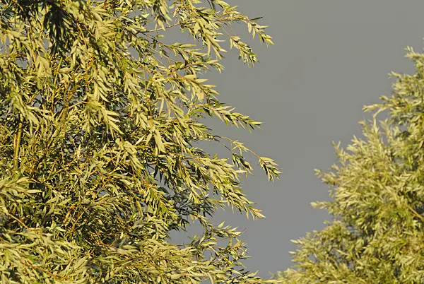 524114 - Willow (Salix)