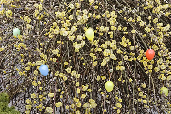 470065 - Willow (Salix) with Easter eggs