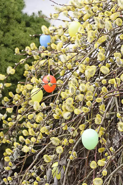 470066 - Willow (Salix) with Easter eggs