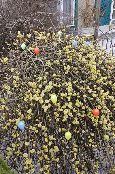 470070 - Willow (Salix) with Easter eggs