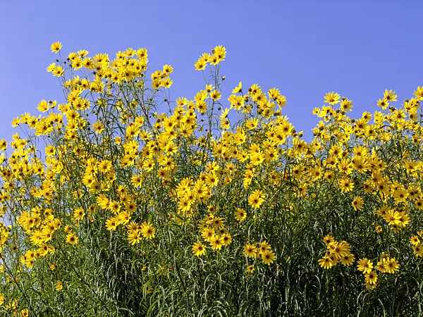 442002 - Willowleaf sunflower (Helianthus salicifolius)