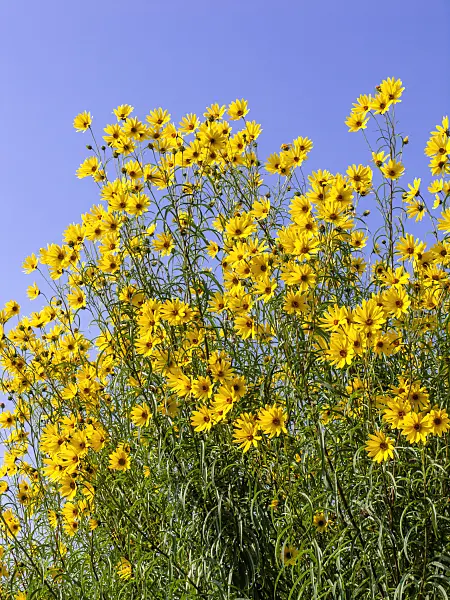 442003 - Willowleaf sunflower (Helianthus salicifolius)