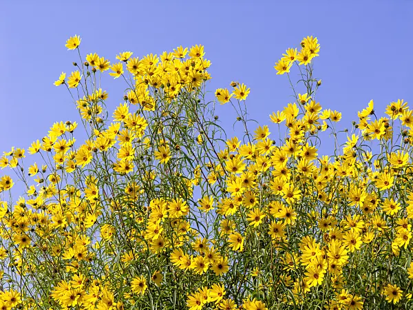 442004 - Willowleaf sunflower (Helianthus salicifolius)