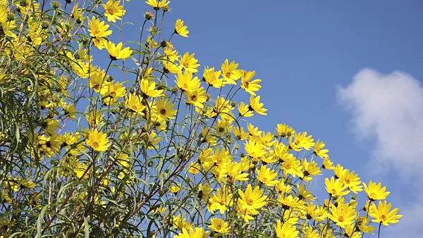 501051 - Willowleaf sunflower (Helianthus salicifolius)