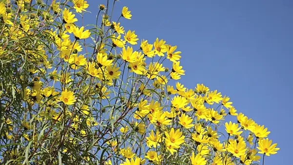 501050 - Willowleaf sunflower (Helianthus salicifolius) and bees (Apis)