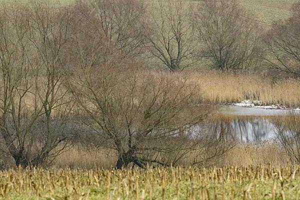 553112 - Willows (Salix) and common reed (Phragmites australis) at a pond, Brandenburg, Germany