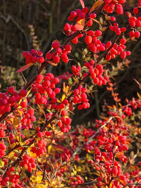 407001 - Wilson's barberry (Berberis wilsoniae)