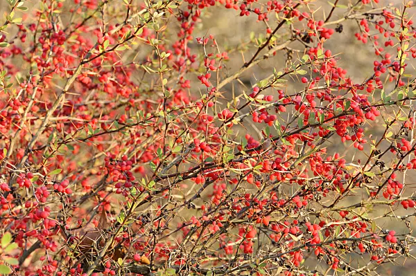 467076 - Wilson's barberry (Berberis wilsoniae)