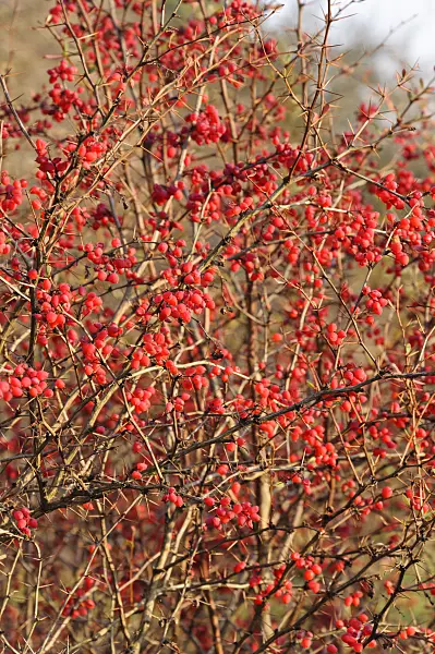 467077 - Wilson's barberry (Berberis wilsoniae)