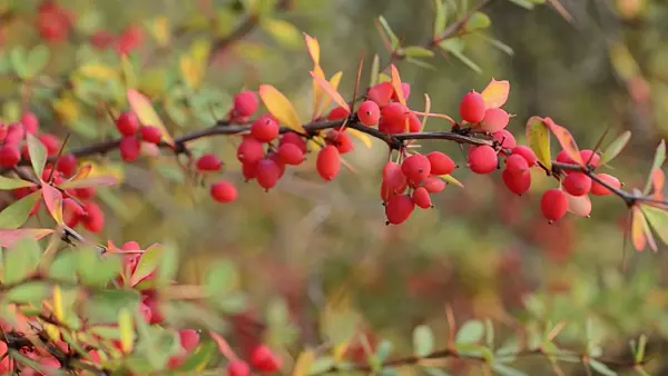 490194 - Wilson's barberry (Berberis wilsoniae)