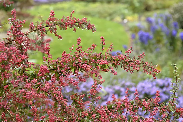 517144 - Wilson's barberry (Berberis wilsoniae)