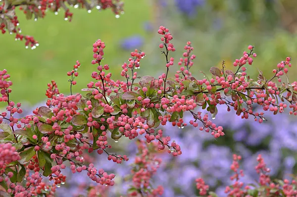 517145 - Wilson's barberry (Berberis wilsoniae)