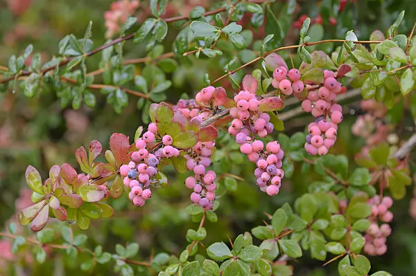 517146 - Wilson's barberry (Berberis wilsoniae)