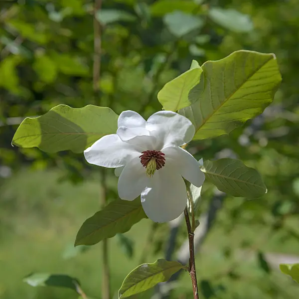 547174 - Wilson's magnolia (Magnolia wilsonii)
