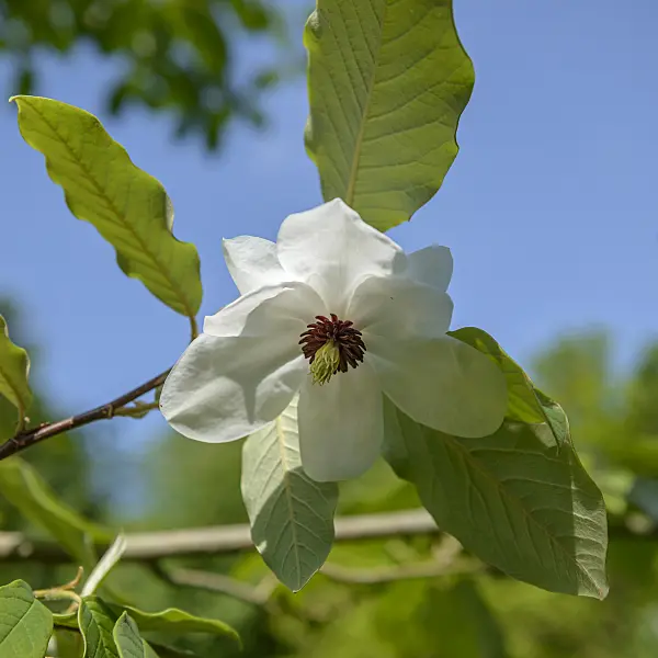 547175 - Wilson's magnolia (Magnolia wilsonii)