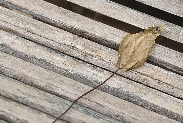 496187 - Wilted leaf on a wooden bench